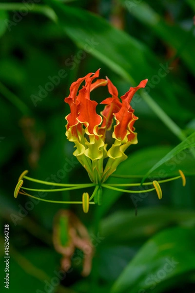 Obraz flame lily