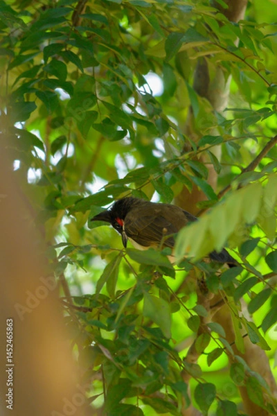 Obraz Red-whiskered Bulbul