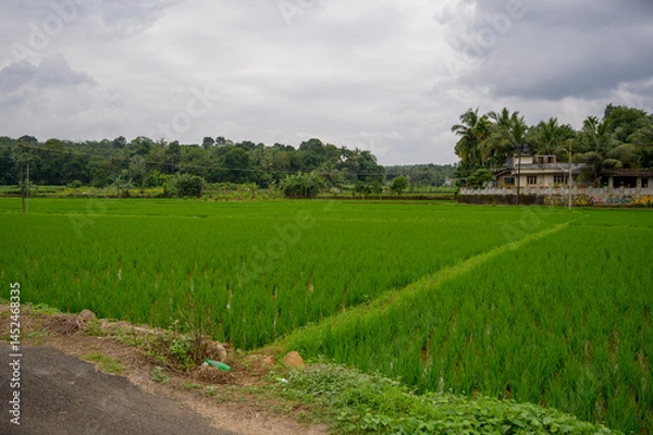 Obraz Rice field