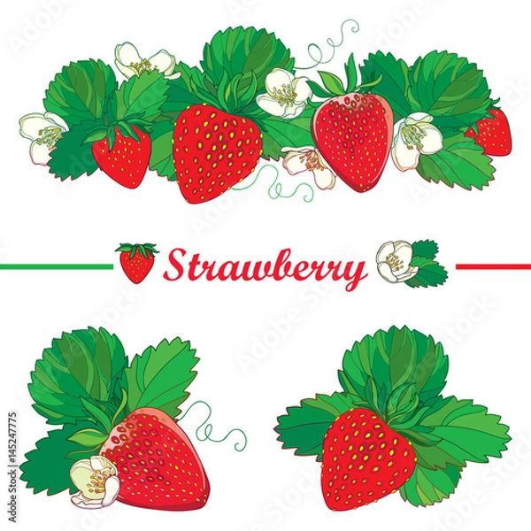 Fototapeta Vector set with outline Strawberry, bunch of red berry, ornate flower and green leaves isolated on white background. Fruit elements with ripe strawberry in contour style for summer design.