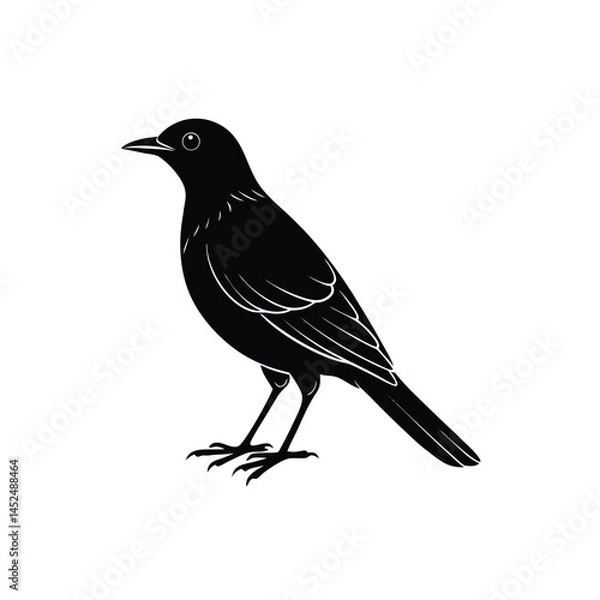 Fototapeta blackbird isolated on white background.vector silhouette illustration isolated on white background. Little city bird portrait symbol.