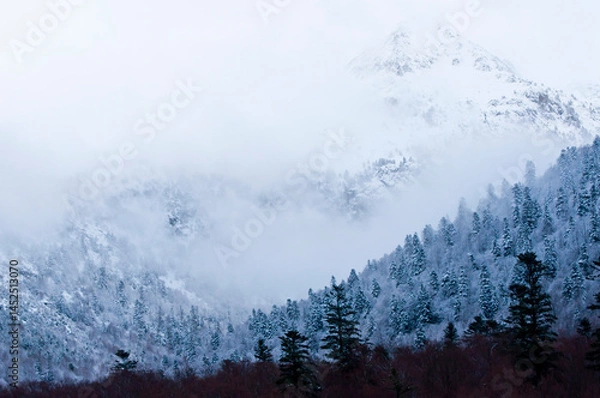 Fototapeta Dense forest with pinkish snow tones