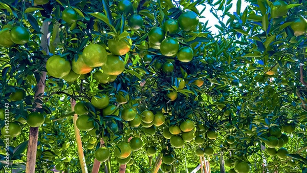 Fototapeta In the tangerine orchard, trees are laden with clusters of green, unripe fruits, creating a lush and vibrant scene.