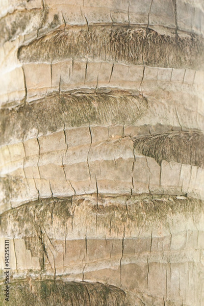 Fototapeta Brown coconut tree bark texture
