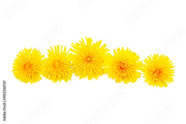Fototapeta Spring flowers dandelions isolated on white background. frame.