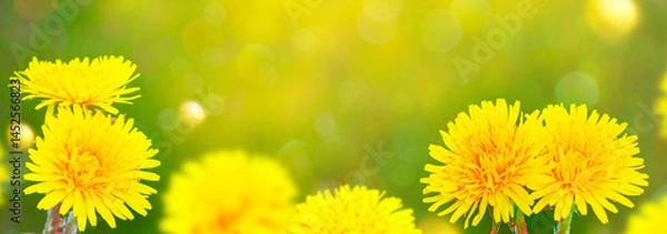 Fototapeta Field with yellow spring flowers dandelions. Nature.