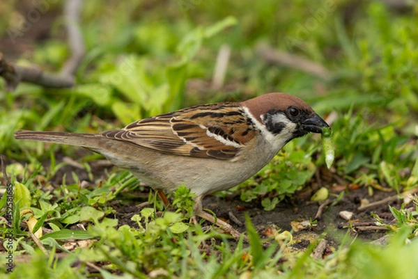 Obraz 雛のために餌を探すスズメ