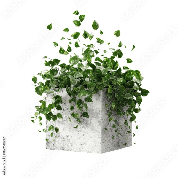 Fototapeta Lush Green Pothos Plant in Modern Square Concrete Pot with Falling Leaves