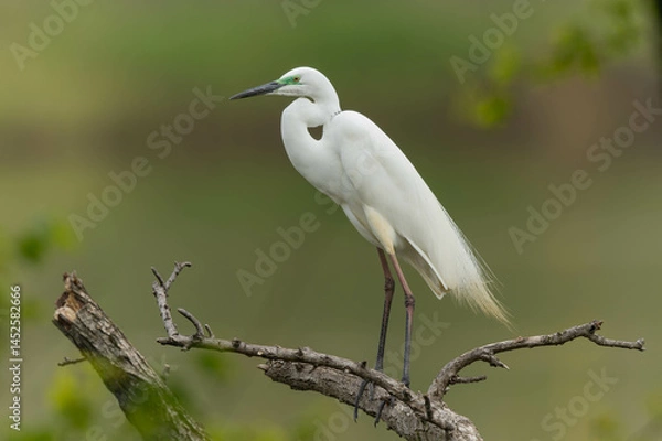 Obraz 低い木の枝に立つダイサギ