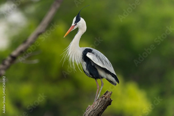 Obraz 飾り羽が膨らんでいるアオサギ