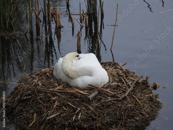 Obraz Schwan bei der Brut
