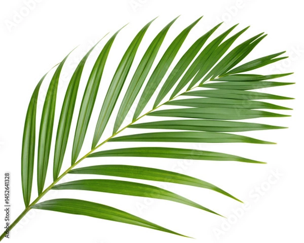 Fototapeta A leafy green palm tree leaf isolated on transparent background.