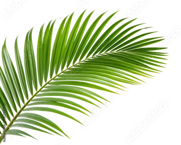 Fototapeta A leafy green palm tree leaf isolated on transparent background.