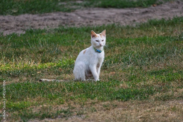 Fototapeta A white cat with a blue collar is sitting in the grass