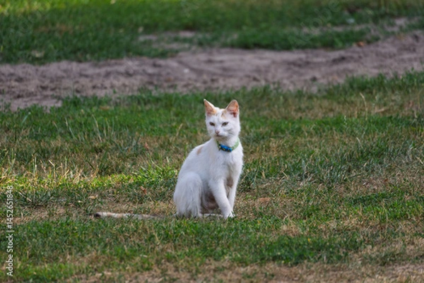 Fototapeta A white cat with a blue collar is sitting in the grass