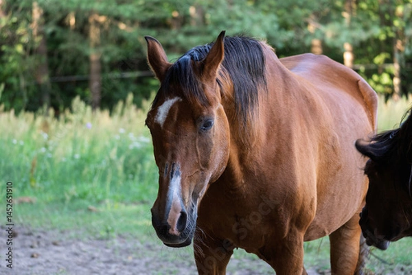 Fototapeta A brown horse with a white face stands in a field