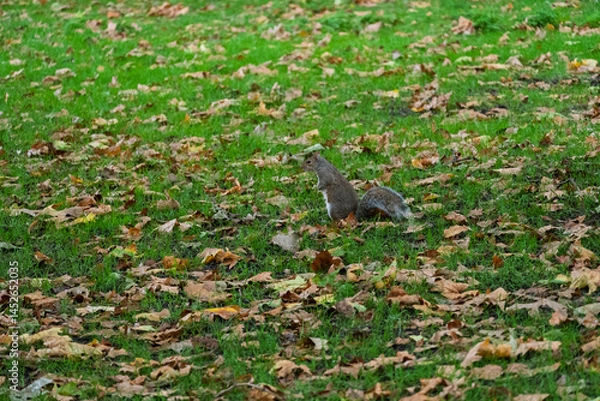 Fototapeta A squirrel is walking through a field of leaves