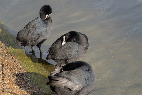 Fototapeta Three black ducks are standing in the water
