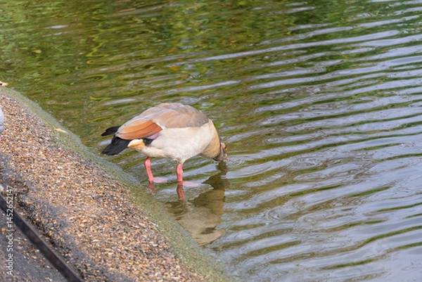 Fototapeta A bird is drinking water from a pond
