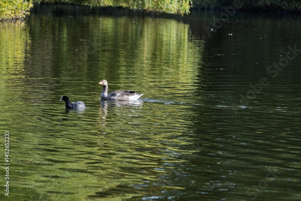 Fototapeta A duck and a duckling are swimming in a pond