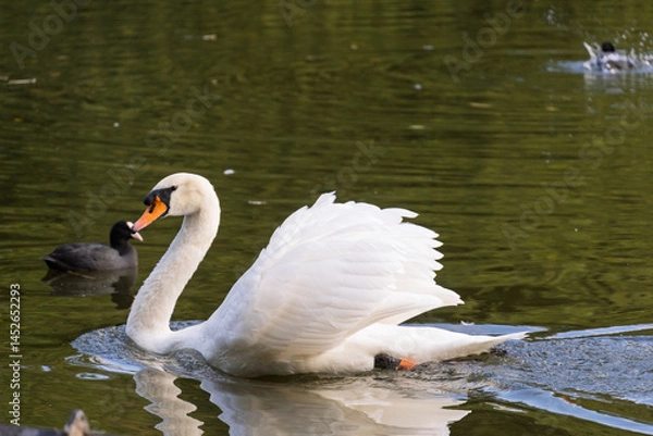 Fototapeta A swan is swimming in a pond with a duck nearby
