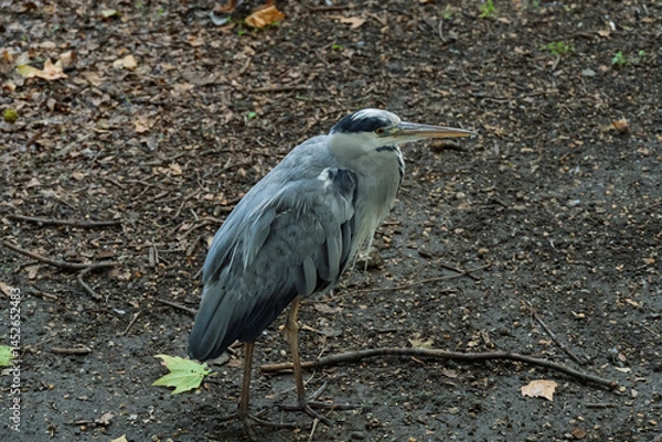 Fototapeta A grey bird with a black beak stands on the ground