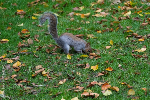Fototapeta A squirrel is walking through a field of leaves