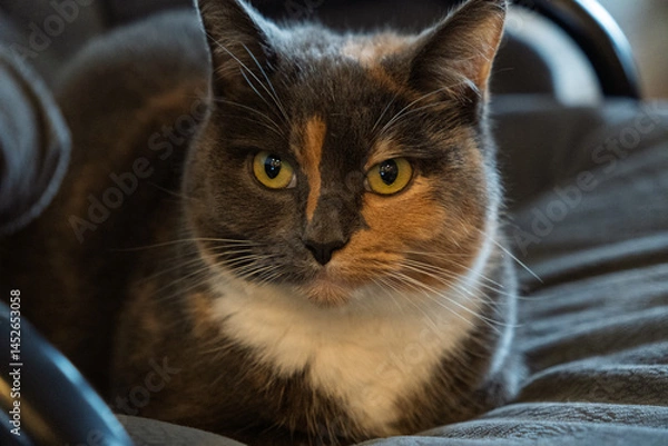 Fototapeta A cat with a black, gray, and orange face is sitting on a chair