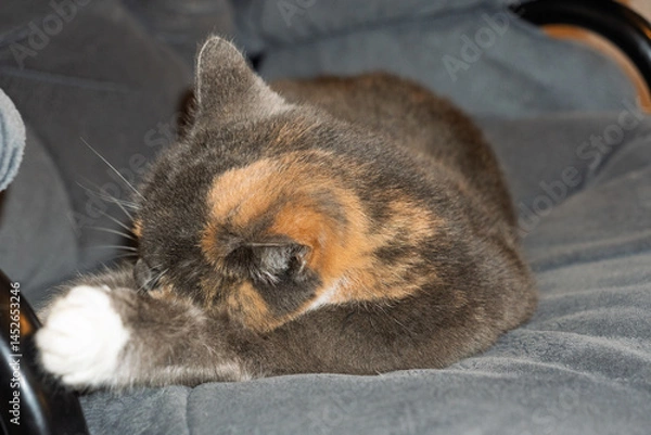 Fototapeta A cat is laying on a chair with its head down