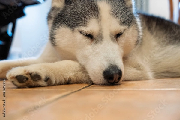 Fototapeta A dog is laying on the floor with its head down