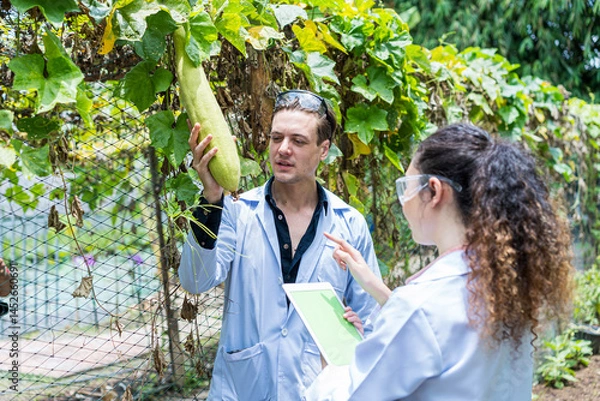 Fototapeta Scientists are looking at the yields of organic farming. Scientist collecting hydroponic vegetables sample for analysis.