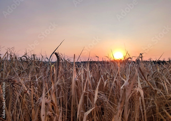 Fototapeta Wheat field at sunset and dawn. Dry spikes of wheat close up. Many dry ears of wheat grain growing in field on background of shining sun during sunset sunrise. Agricultural background. Agrarian farm
