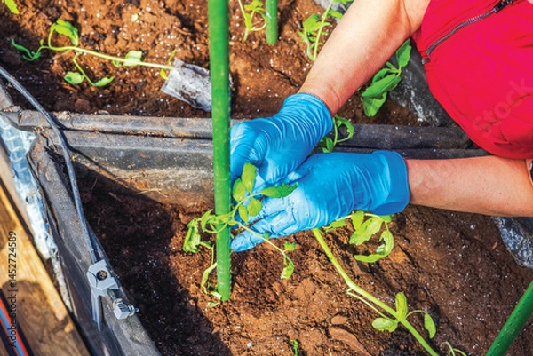 Fototapeta Close up view of gardener tying tomato seedling to support stake using clip in greenhouse soil bed. Sweden.