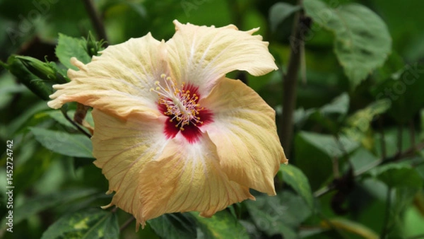 Fototapeta Closeup of beautiful hibiscus flower with white petals
