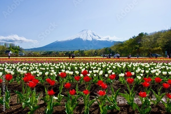 Obraz 綺麗な富士山とチューリップ畑