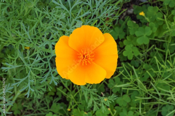 Obraz Orange Poppy Closeup