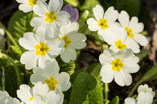 Obraz The flowers of primroses under the bright rays