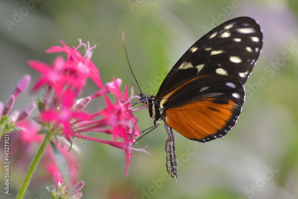 Fototapeta Tiger Longwing butterfly (Heliconius hecale) feeding on red flower and seen from profile
