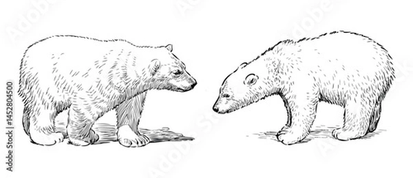 Fototapeta Sketch of two polar bear cubs, realistic outline hand drawn vector illustration isolated on white
