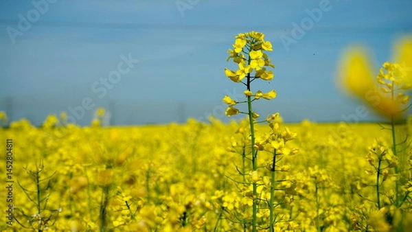 Obraz blühender Raps auf einem Feld