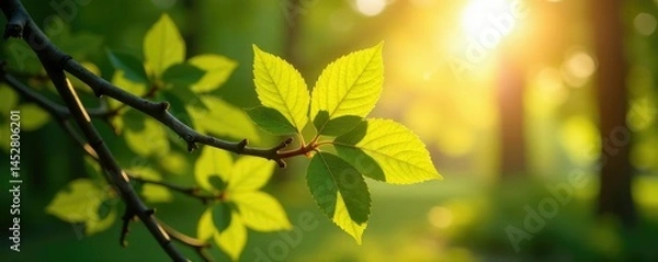 Fototapeta Detail shot of tree branches with sunlight filtering through, outside, filter