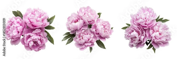 Fototapeta Set of Close-up of a single pink peony flower, showing delicate petals and green leaves on transparent png background. Ai generated