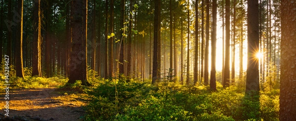 Fototapeta Silent Forest wiosną z pięknymi jasnymi promieniami słonecznymi