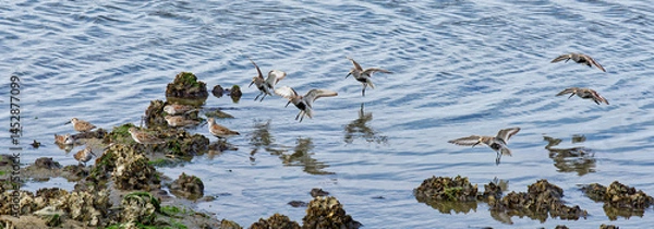 Fototapeta Dunlins in Flight: Coastal Shorebird Scene