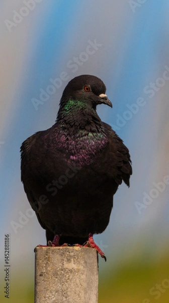 Obraz Wunscherschöne Taube bei schönem Licht