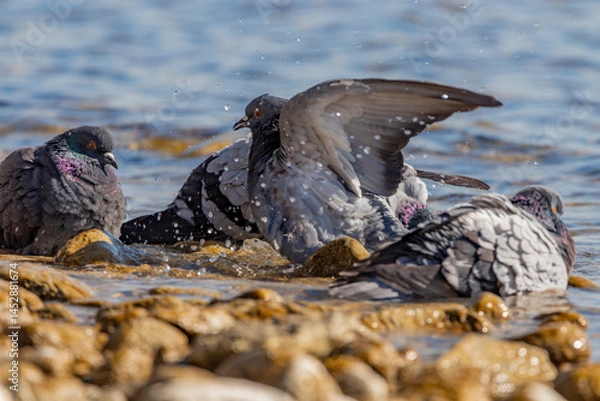 Obraz Wunscherschöne Taube bei schönem Licht