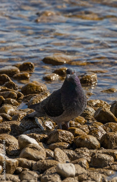 Obraz Wunscherschöne Taube bei schönem Licht