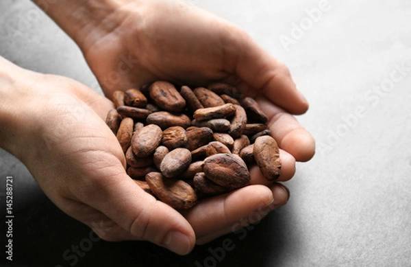 Obraz Female hands holding aromatic cocoa beans on gray background