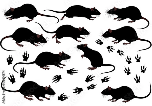 Fototapeta Black rat infestation vector illustration, rodent pest control, mouse silhouette, animal tracks design element
