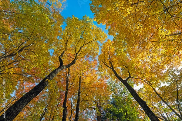 Obraz Fall Colors in the Canopy Above